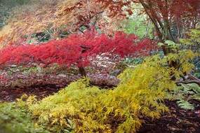 Japanese maples